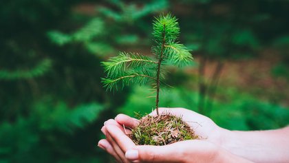 Female hand holding sprout wilde pine tree in nature green forest. Earth Day save environment concept. Growing seedling forester planting