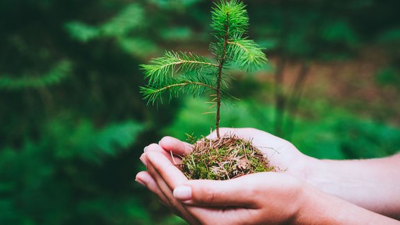 Female hand holding sprout wilde pine tree in nature green forest. Earth Day save environment concept. Growing seedling forester planting