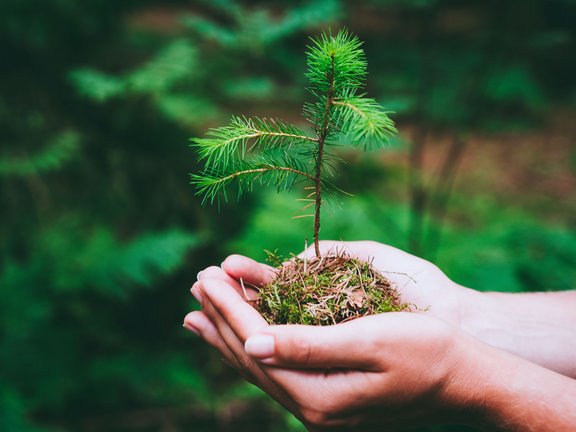 Female hand holding sprout wilde pine tree in nature green forest. Earth Day save environment concept. Growing seedling forester planting