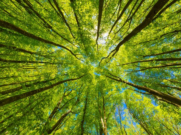 Looking up at the green tops of trees